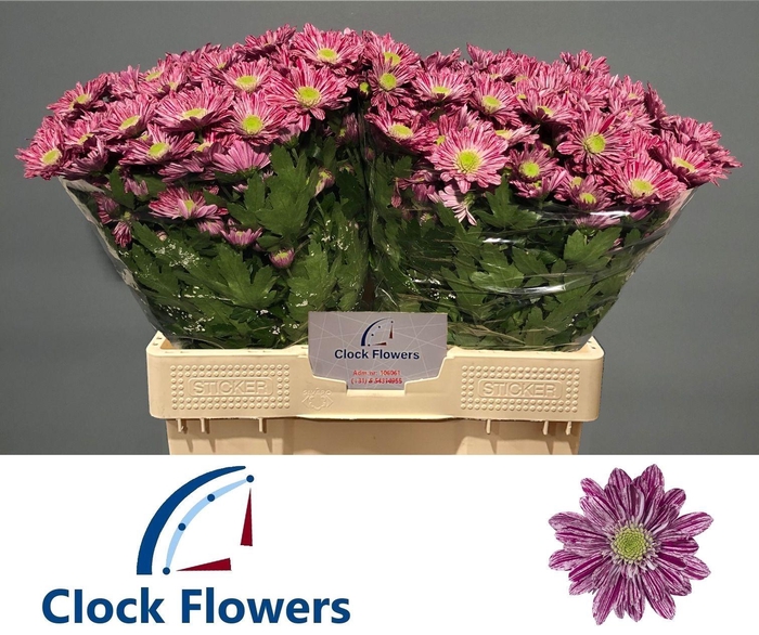 <h4>CHR T SERENITY</h4>