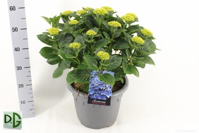 <h4>HYDR M ANDA</h4>