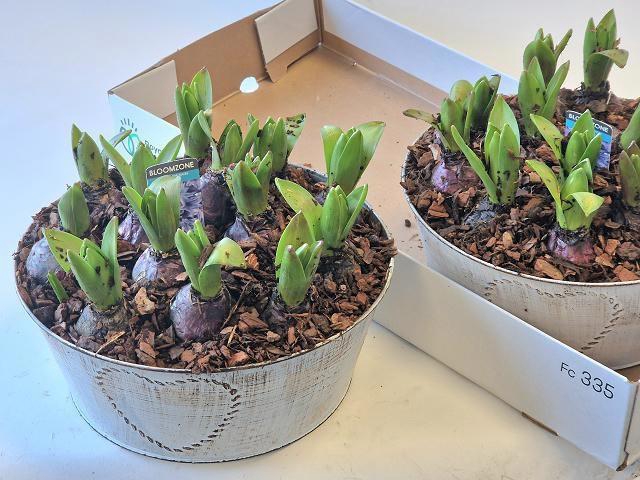 <h4>ARR HYACINTH</h4>