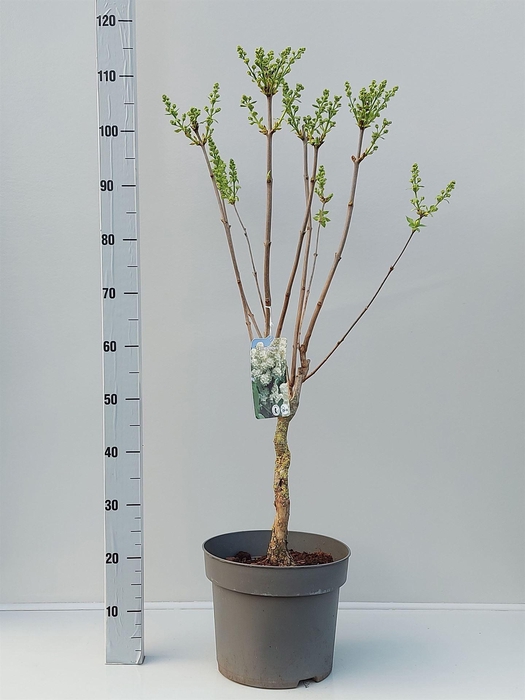 <h4>Syringa vulg. 'Mme Florent Stepman'</h4>