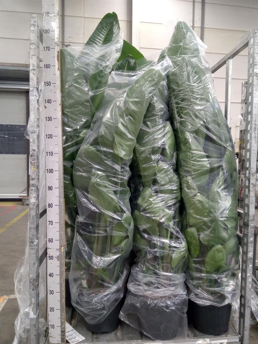 <h4>Strelitzia nicolai</h4>