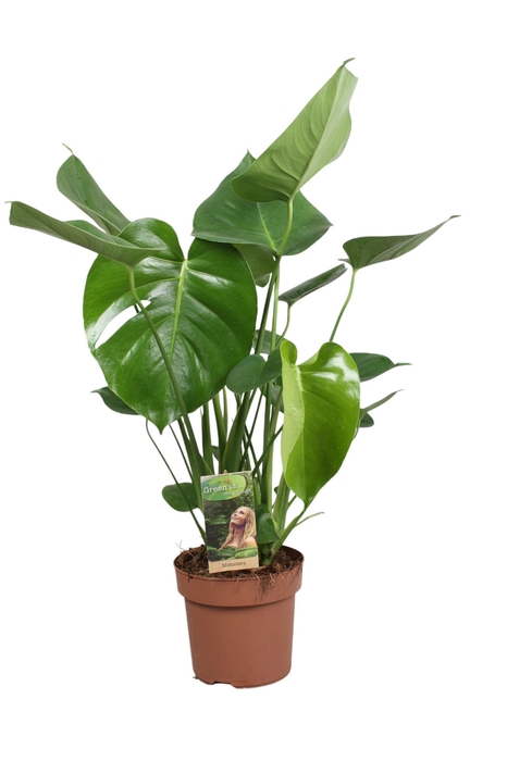 <h4>Monstera delic.</h4>