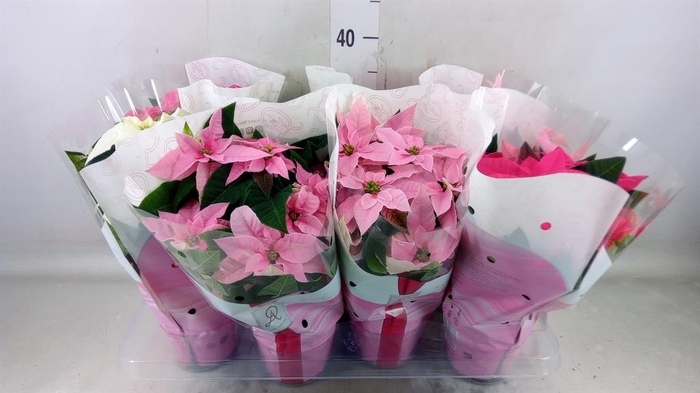 <h4>Euphorbia pulc. 'Princ'  ..mix</h4>