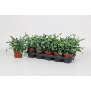 Phlebodium aureum blue star 12Ø 32cm