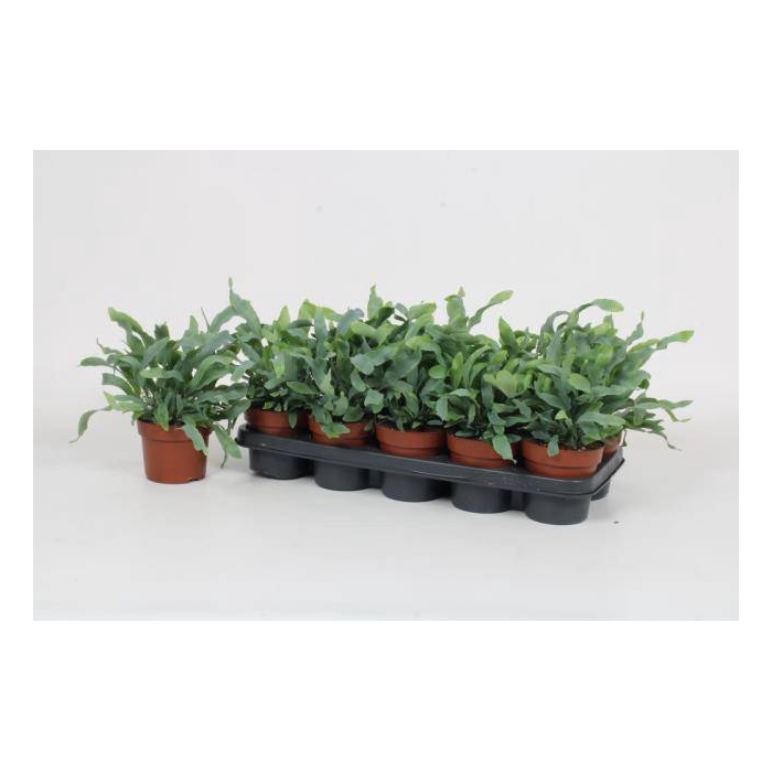 <h4>Phlebodium aureum blue star 12Ø 32cm</h4>