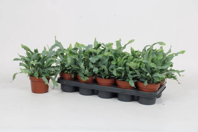 Phlebodium aureum blue star 12Ø 32cm