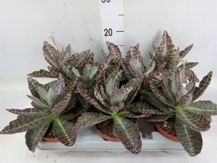 <h4>Kalanchoe NF marmorata 'Partridge'</h4>