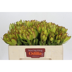 LEUCADENDRON  'SAFARI GOLDSTRIKE'