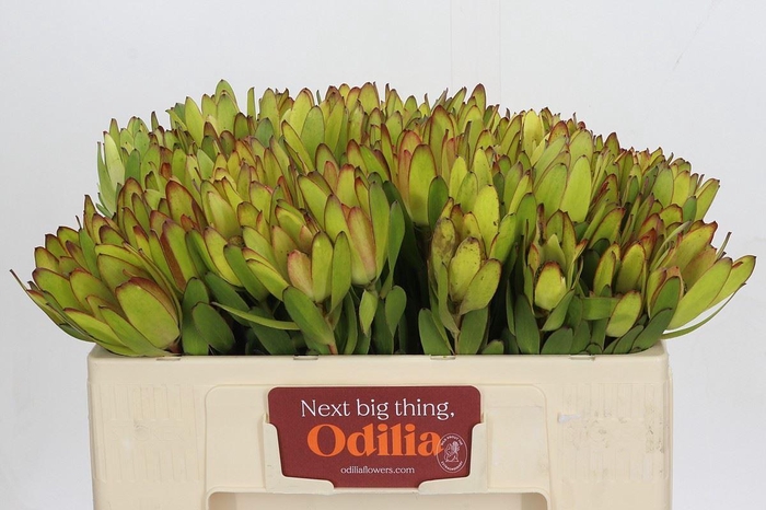 <h4>LEUCADENDRON  'SAFARI GOLDSTRIKE'</h4>