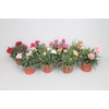 Dianthus Mixkar p9 (oud)