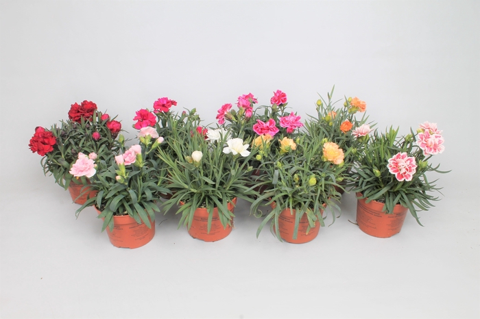Dianthus Mixkar p9 (oud)