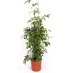 Dracaena surculosa