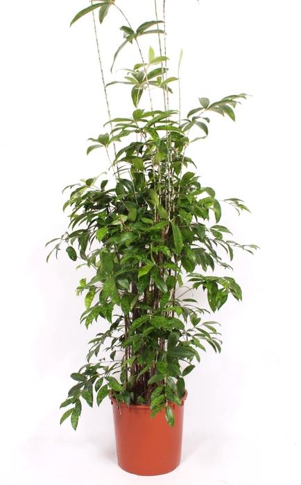 <h4>Dracaena surculosa</h4>