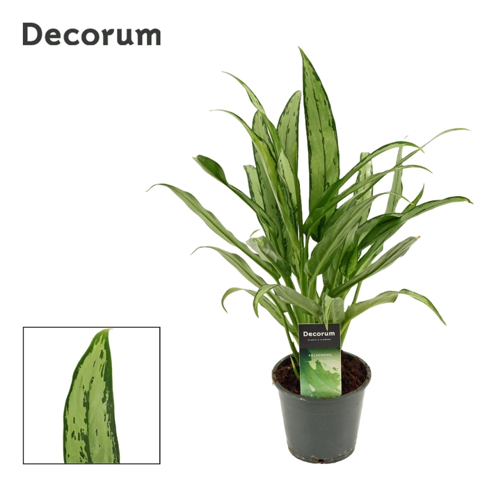 <h4>Aglaonema Cutlass 12 cm (Decorum)</h4>