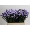 Limonium Rosella Sun Birds