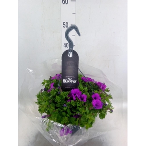 Petunia  'Surfinia'   ...