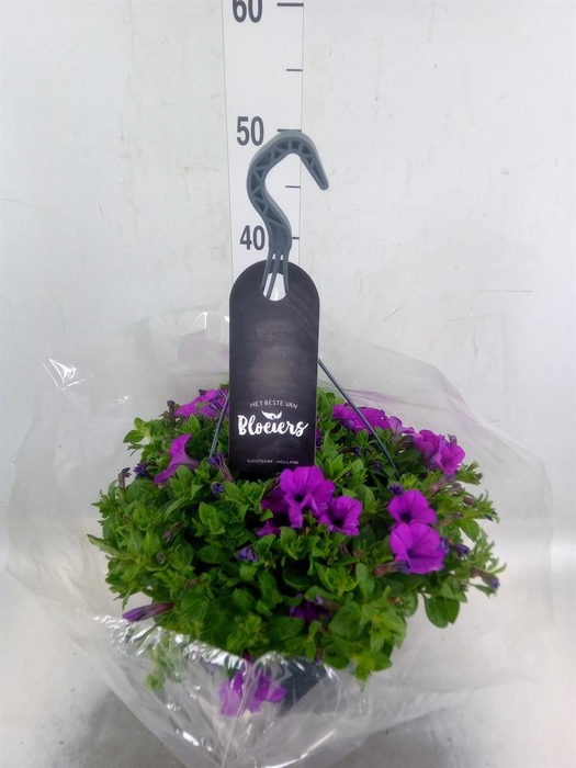 <h4>Petunia  'Surfinia'   ...</h4>