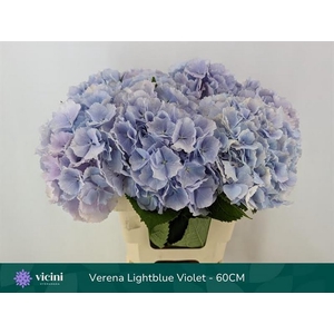 Hydr Verena Lightblue 60 cm Vicini