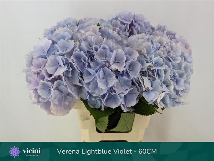 Hydr Verena Lightblue 60 cm Vicini