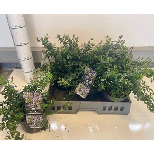 CEAN TH REPENS