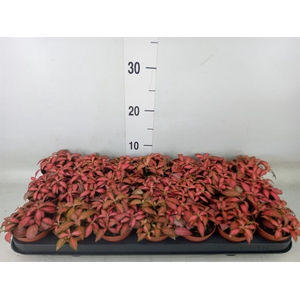 Fittonia verschaf. 'Forest Flame'