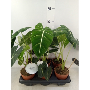 Alocasia   ...