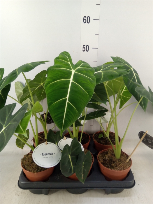 <h4>Alocasia   ...</h4>