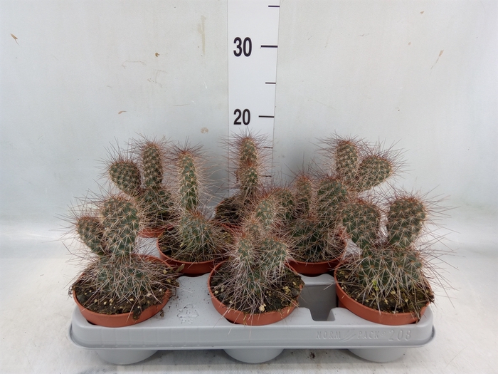 <h4>Opuntia</h4>