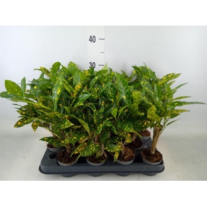 Codiaeum var. KL 'Gold Sun'