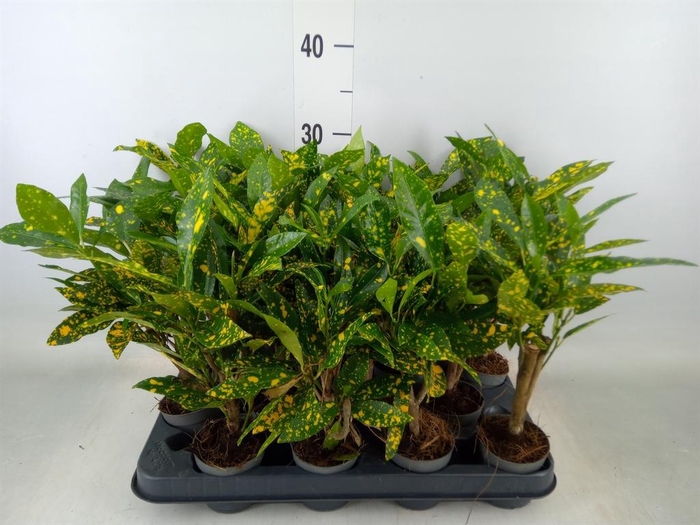 <h4>Codiaeum var. KL 'Gold Sun'</h4>