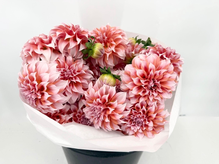 Dahlia Salmon