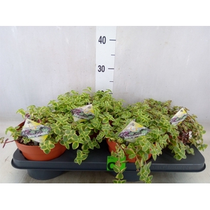 Crassula marginalis