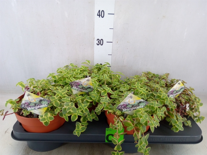 <h4>Crassula marginalis</h4>