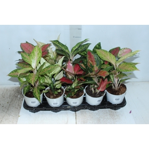 AGLAONEMA VARIADA P12