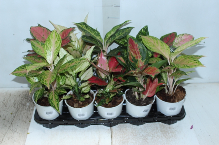 <h4>AGLAONEMA VARIADA P12</h4>