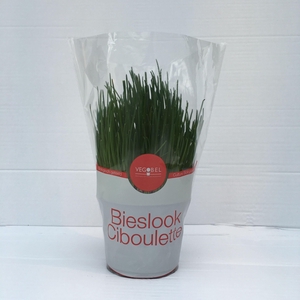 Bieslook P12