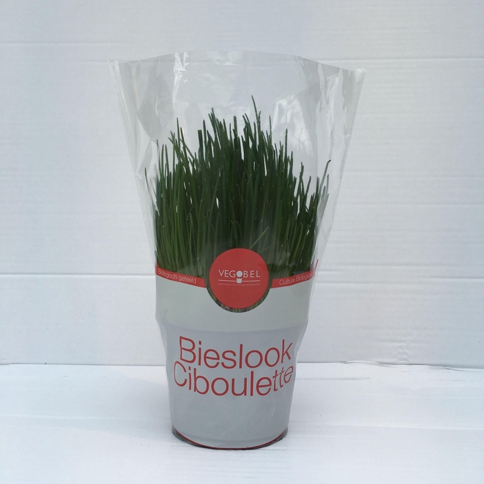 <h4>Bieslook P12</h4>