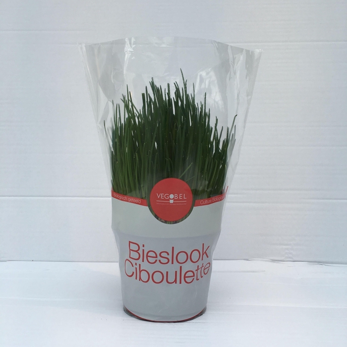 <h4>Bieslook P12</h4>