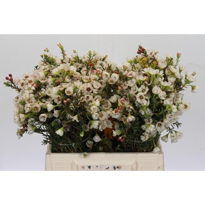 Chamelaucium Moonlight Delight