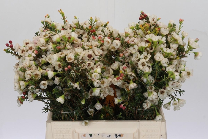 <h4>Chamelaucium Moonlight Delight</h4>