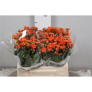 Kalanchoe  'Blazing Yellow Meadow'