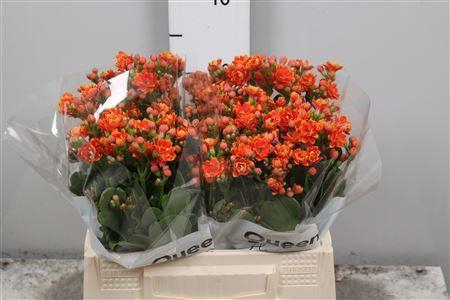 <h4>Kalanchoe  'Blazing Yellow Meadow'</h4>