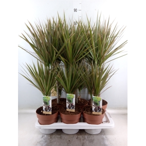 Dracaena marg. 'Bicolor'