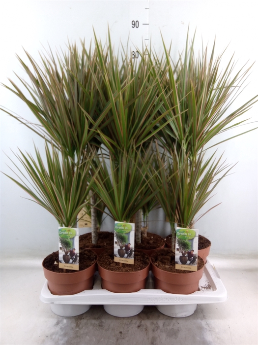 <h4>Dracaena marg. 'Bicolor'</h4>