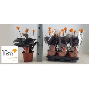 CALAT CROCATA