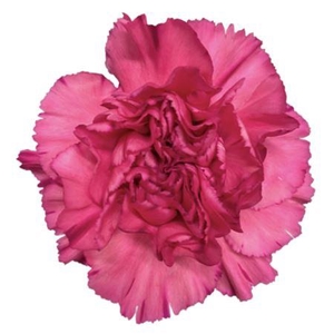 Dianthus standaard 'Bernard'