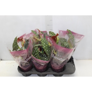 BEGONIA MACULATA P13 PO