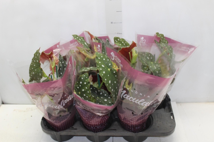 <h4>BEGONIA MACULATA P13 PO</h4>
