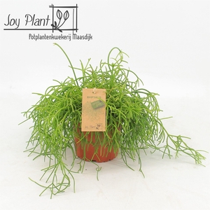 Rhipsalis baccifera 'Oasis'