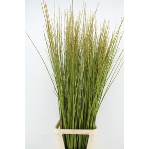 CORNUS S FLAVIRAMEA XL